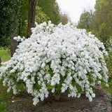 Arbustul Miresei (Exochorda) The Bride, arbust decorativ cu flori albe primavara, rapid, rezistent frig