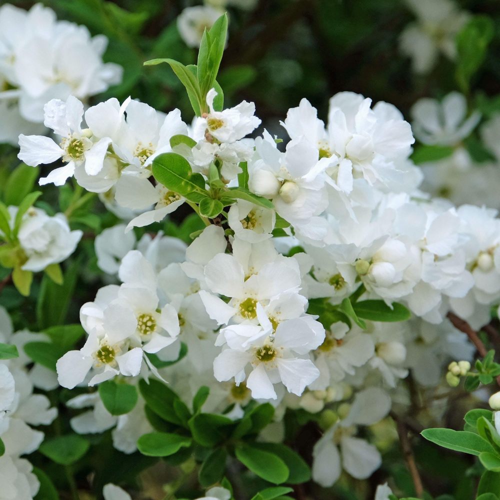 Arbustul Miresei (Exochorda) The Bride, arbust decorativ cu flori albe primavara, rapid, rezistent frig