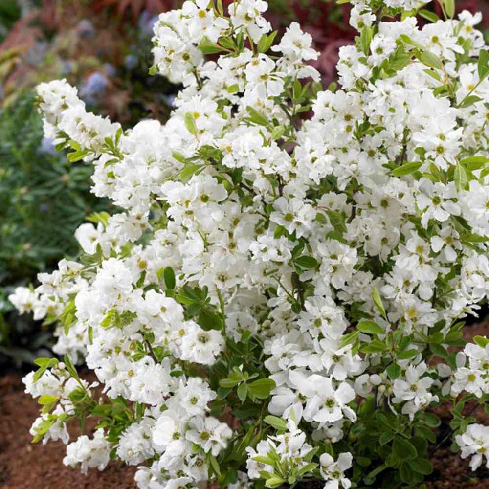 Arbustul Miresei Niagara (Exochorda Racemosa), arbust decorativ cu flori albe primavara, rapid, rezistent frig