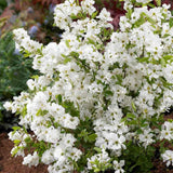 Arbustul Miresei Niagara (Exochorda Racemosa), arbust decorativ cu flori albe primavara, rapid, rezistent frig