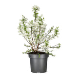 Arbustul Miresei Niagara (Exochorda Racemosa), arbust decorativ cu flori albe primavara, rapid, rezistent frig