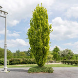 Fag Columnar Auriu (Fagus Sylvatica) Dawyck Gold, arbore columnar ornamental, frunzis galben auriu, colorit de toamna, de umbra