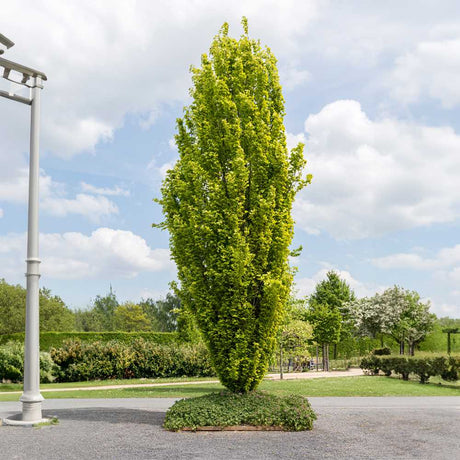 Fag Columnar Auriu (Fagus Sylvatica) Dawyck Gold, arbore columnar ornamental, frunzis galben auriu, colorit de toamna, de umbra