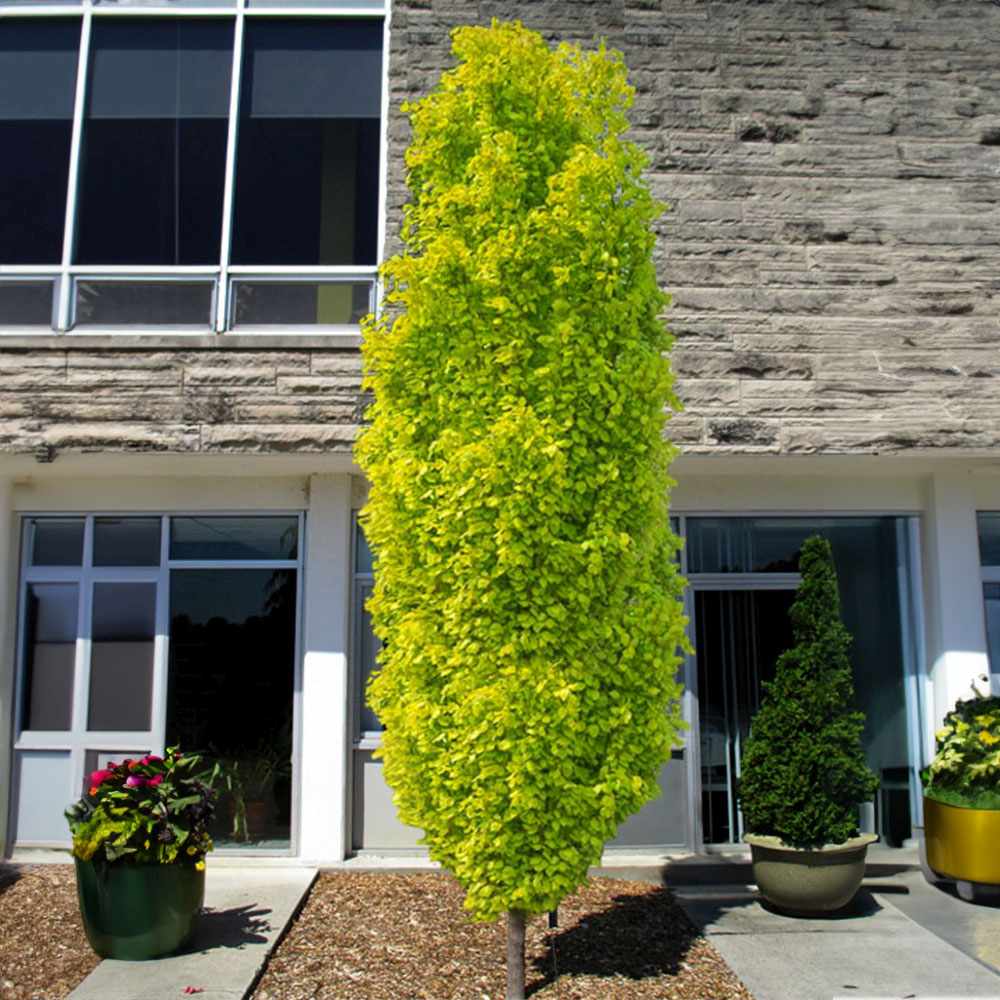 Fag Columnar Auriu (Fagus Sylvatica) Dawyck Gold, arbore columnar ornamental, frunzis galben auriu, colorit de toamna, de umbra