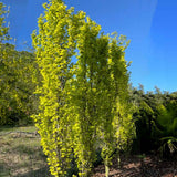 Fag Columnar Auriu (Fagus Sylvatica) Dawyck Gold, arbore columnar ornamental, frunzis galben auriu, colorit de toamna, de umbra