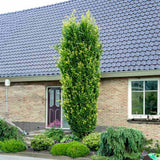 Fag Columnar Auriu (Fagus Sylvatica) Dawyck Gold, arbore columnar ornamental, frunzis galben auriu, colorit de toamna, de umbra