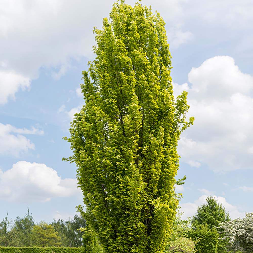 Fag Auriu (Fagus Sylvatica) Dawyck Gold