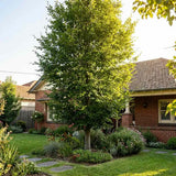 Fag European (Fagus Sylvatica), pentru gard viu inalt sau arbore solitar impunator, rezistent la ger si ideal pentru umbra