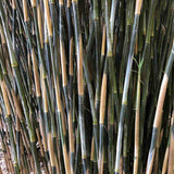 Bambus de gradina Schensbossen (Fargesia Schensbossen), neinvaziv, rezistent la frig, gard viu vesnic verde, ideal pentru gradini si ghivece