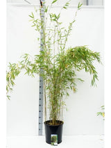 Bambus de gradina Schensbossen (Fargesia Schensbossen), neinvaziv, rezistent la frig, gard viu vesnic verde, ideal pentru gradini si ghivece