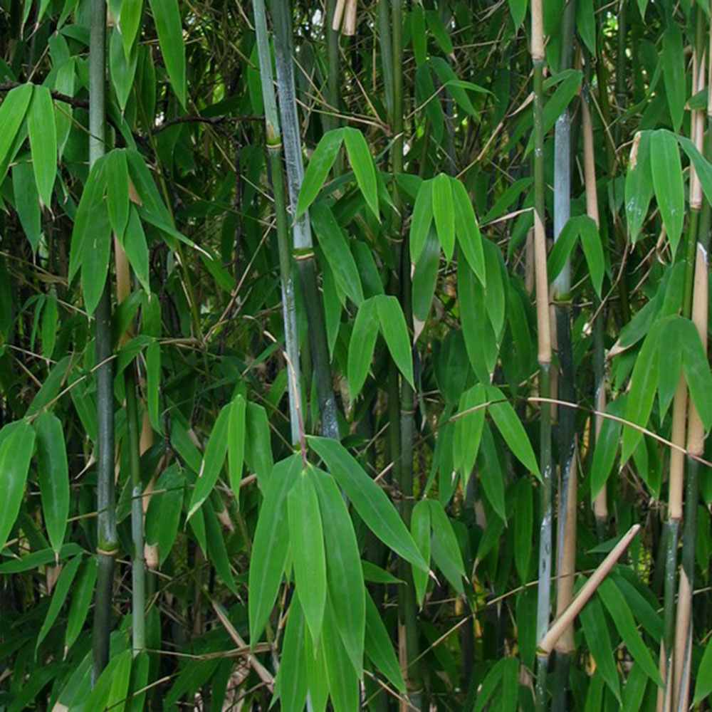 Bambus de gradina Schensbossen (Fargesia Schensbossen), neinvaziv, rezistent la frig, gard viu vesnic verde, ideal pentru gradini si ghivece