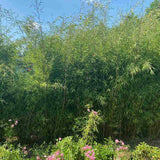 Bambus Columnar (Fargesia) Obelisk, neinvaziv, vesnic verde, gard viu, crestere columnara si rapida, simbol de protectie si integritate
