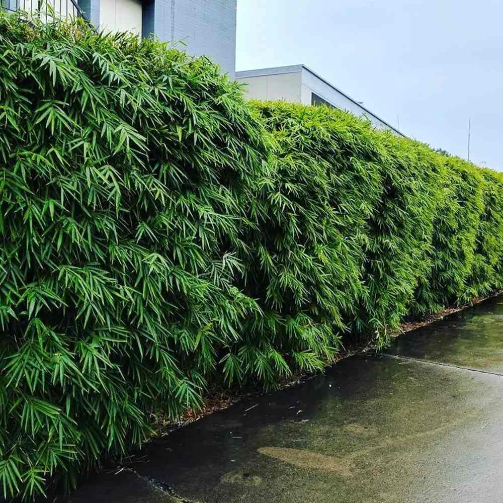 Bambus Columnar (Fargesia) Obelisk, neinvaziv, vesnic verde, gard viu, crestere columnara si rapida, simbol de protectie si integritate