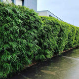 Bambus Columnar (Fargesia) Obelisk, neinvaziv, vesnic verde, gard viu, crestere columnara si rapida, simbol de protectie si integritate