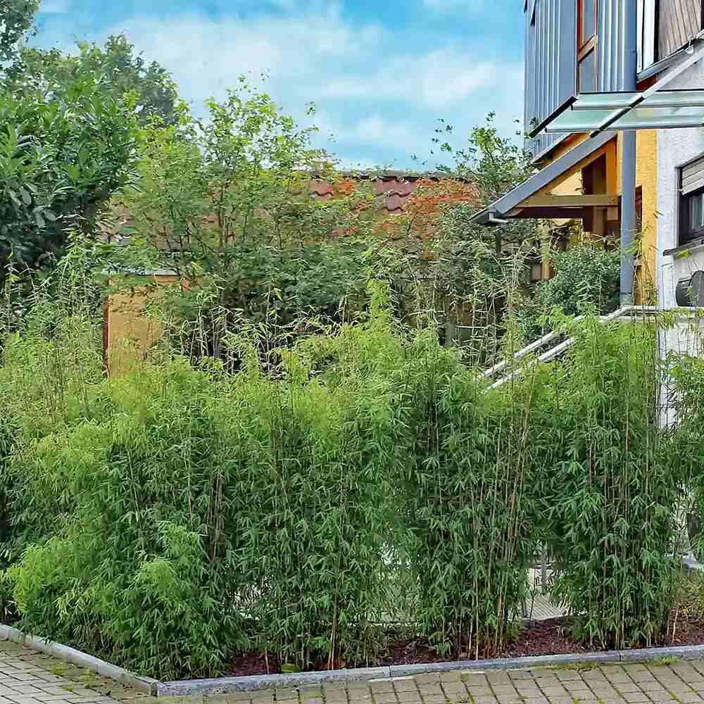 Bambus Columnar (Fargesia) Obelisk, neinvaziv, vesnic verde, gard viu, crestere columnara si rapida, simbol de protectie si integritate