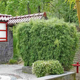 Bambus Columnar (Fargesia) Obelisk, neinvaziv, vesnic verde, gard viu, crestere columnara si rapida, simbol de protectie si integritate