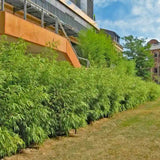 Bambus Columnar (Fargesia) Obelisk, neinvaziv, vesnic verde, gard viu, crestere columnara si rapida, simbol de protectie si integritate