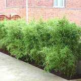 Bambus Columnar (Fargesia) Obelisk, neinvaziv, vesnic verde, gard viu, crestere columnara si rapida, simbol de protectie si integritate