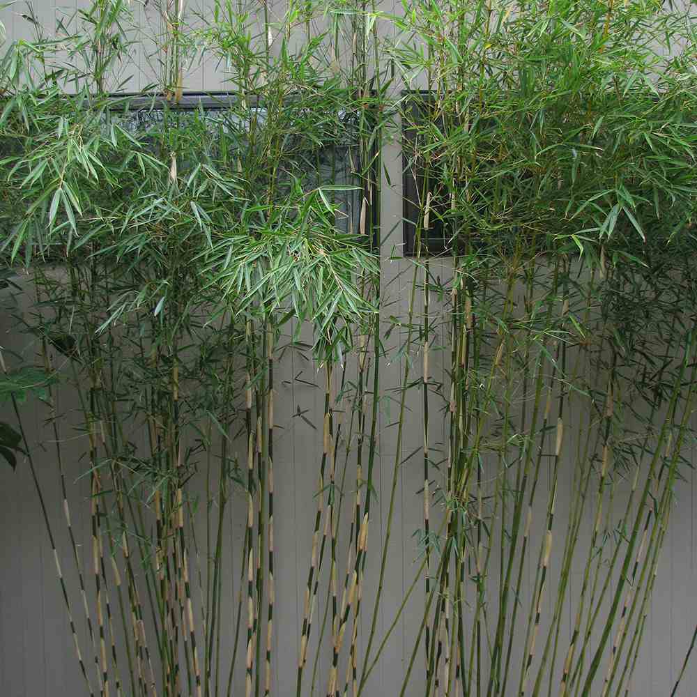 Bambus de gradina Zebra Campbell (Fargesia Robusta Campbell), neinvaziv, rezistent la frig, gard viu dens