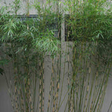 Bambus de gradina Zebra Campbell (Fargesia Robusta Campbell), neinvaziv, rezistent la frig, gard viu dens