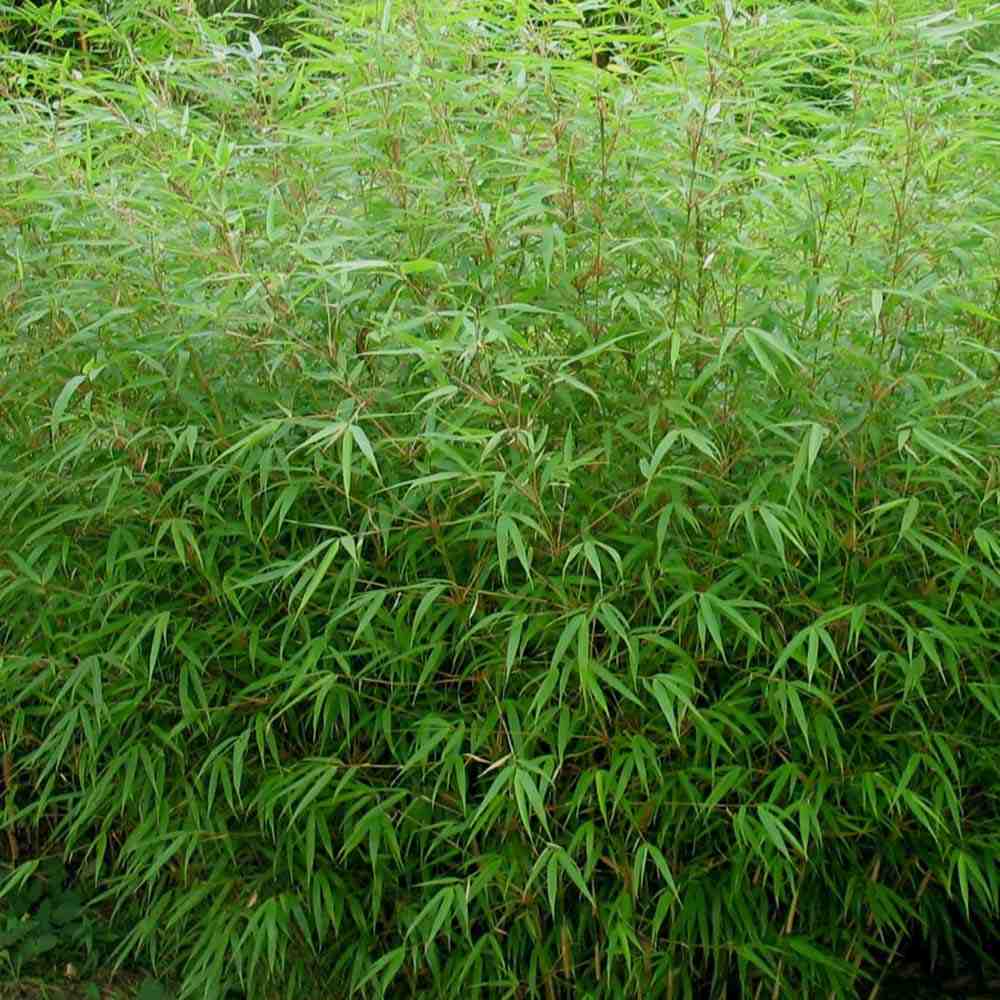 Bambus de gradina Rufa (Fargesia Rufa), neinvaziv, rezistent la frig, gard viu dens, ideal pentru gradini si ghivece