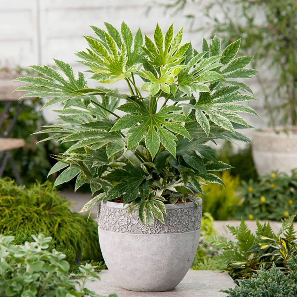 Aralia Japoneza (Fatsia Japonica) - 80 cm
