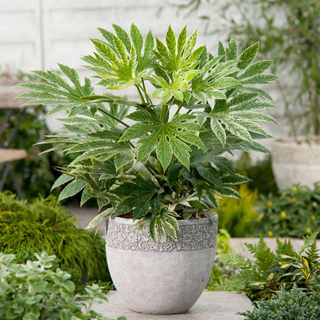 Aralia Japoneza (Fatsia Japonica) - 80 cm