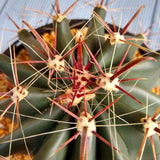 Cactusul Limbii Diabolului (Ferocactus Latispinus), cactus exotic cu spini decorativi, ingrijire usoara - 15 cm