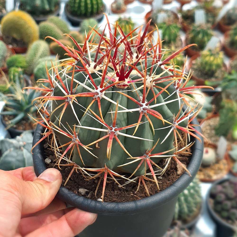 Cactusul Limbii Diabolului (Ferocactus Latispinus), cactus exotic cu spini decorativi, ingrijire usoara - 15 cm