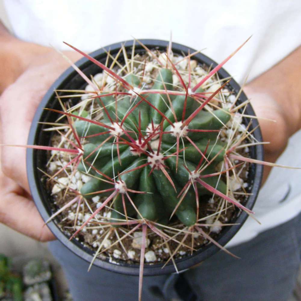 Cactusul Limbii Diabolului (Ferocactus Latispinus), cactus exotic cu spini decorativi, ingrijire usoara - 15 cm