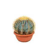 Cactus Sferic Ferocactus Glaucescens, spectaculos, cu spini impresionanti si nuante albastrui - 15-20 cm