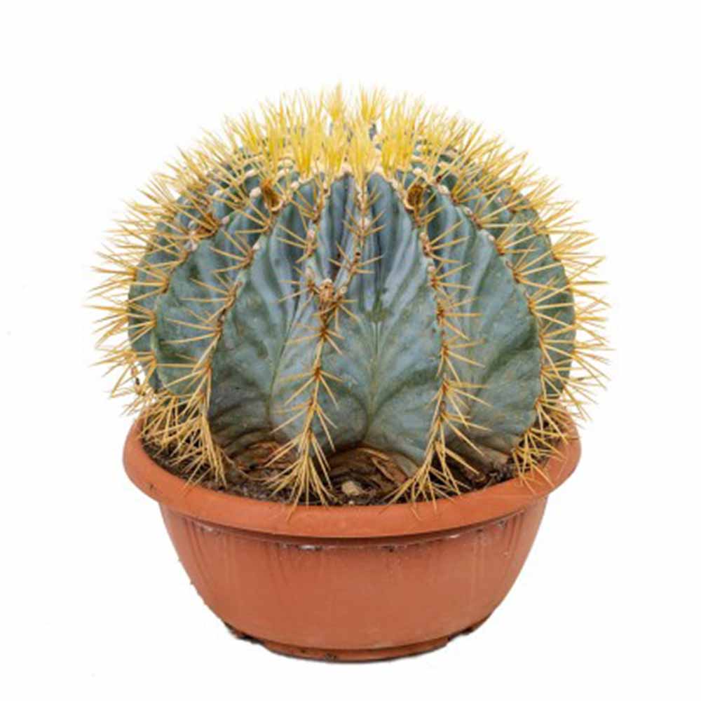 Cactus Sferic Ferocactus Glaucescens, spectaculos, cu spini impresionanti si nuante albastrui - 15-20 cm