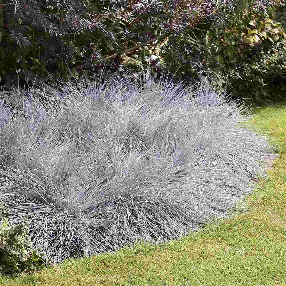 Festuca Glauca (Iarba Albastra) Intens Blue, iarba decorativa albastru intens, compacta, ideala pentru borduri si gradini rock, rezistenta la seceta