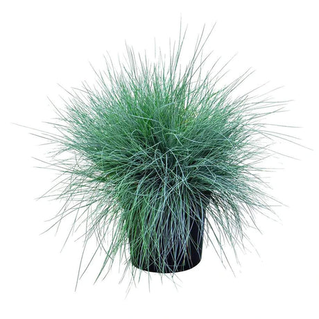 Festuca Glauca (Iarba Albastra) Intens Blue, iarba decorativa albastru intens, compacta, ideala pentru borduri si gradini rock, rezistenta la seceta