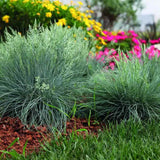 Festuca Glauca (Iarba Albastra) Intens Blue, iarba decorativa albastru intens, compacta, ideala pentru borduri si gradini rock, rezistenta la seceta