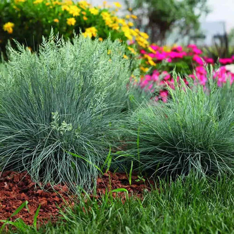 Festuca Glauca (Iarba Albastra) Intens Blue, iarba decorativa albastru intens, compacta, ideala pentru borduri si gradini rock, rezistenta la seceta