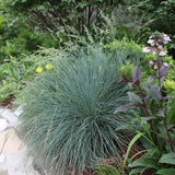 Festuca Glauca (Iarba Albastra) Intens Blue, iarba decorativa albastru intens, compacta, ideala pentru borduri si gradini rock, rezistenta la seceta