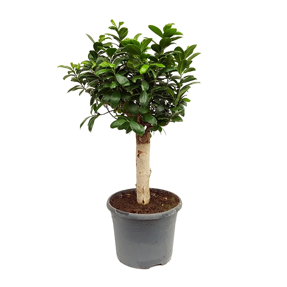 Ficus Ginseng cu Tulpina Dreapta - 60 cm