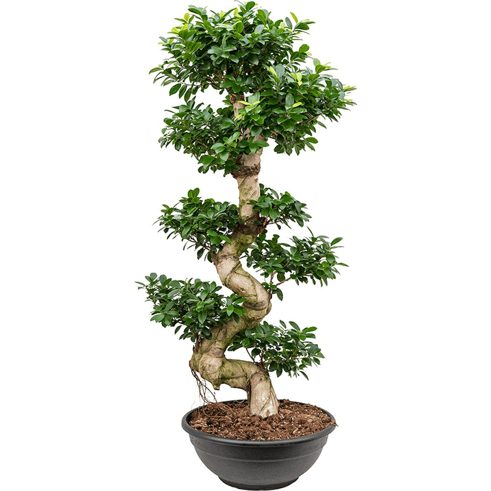 Ficus Bonsai Ginseng Forma Spirala, 180 cm, bonsai decorativ, planta de interior, purificator aer