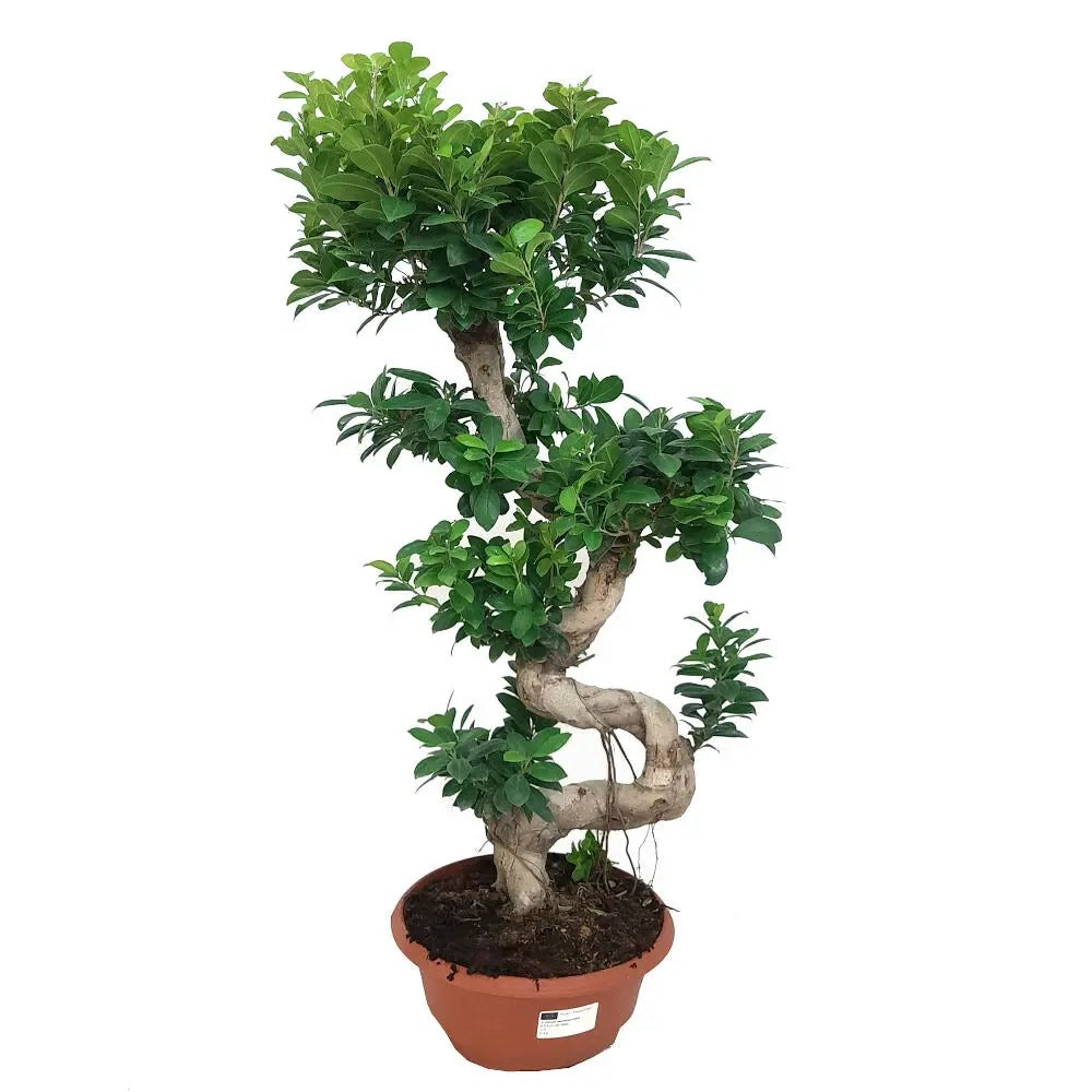 Ficus Bonsai Ginseng Forma Spirala, 70 cm, bonsai decorativ, planta de interior, purificator aer