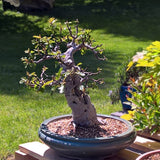 Smochin Secular Bonsai, (Ficus Carica), an 15 pe rod, cu fructe dulci negre