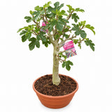Smochin Secular Bonsai, (Ficus Carica), an 15 pe rod, cu fructe dulci negre