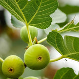 Smochin Copac (Ficus Carica) Dottato, cu fructe galbene-aurii, an 2 pe rod