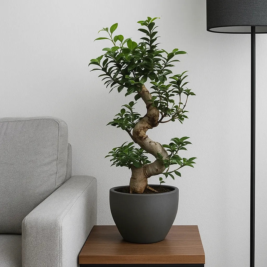 Ficus Bonsai Ginseng Forma Spirala, 70-80 cm, bonsai decorativ, planta de interior, purificator aer