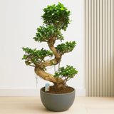 Ficus Bonsai Ginseng Forma Spirala, 70-80 cm, bonsai decorativ, planta de interior, purificator aer