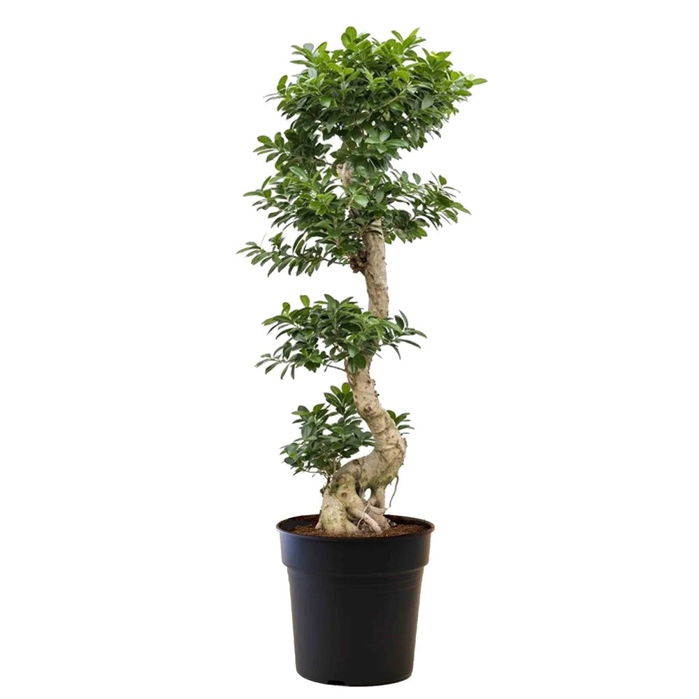 Ficus Bonsai Ginseng Forma Spirala, 160 cm, bonsai decorativ, planta de interior, purificator aer