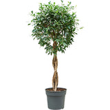 Ficus Nitida cu Tulpina Impletita, 140 cm, planta de interior cu coroana bogata si frunze verzi lucioase