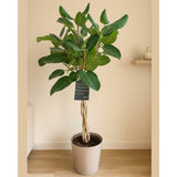 Ficus Audrey - Tip Copac cu tulpina impletita, ficus de apartament cu frunze verzi mari catifelate - 110-120 cm