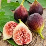 Smochin Tufa (Ficus Carica) Brown Turkey, cu fructe dulci, an 2 pe rod, rezistent la ger