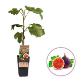 Smochin Tufa (Ficus Carica) Brown Turkey, cu fructe dulci, an 2 pe rod, rezistent la ger